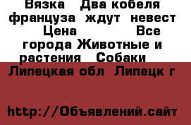  Вязка ! Два кобеля француза ,ждут  невест.. › Цена ­ 11 000 - Все города Животные и растения » Собаки   . Липецкая обл.,Липецк г.